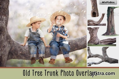 CreativeMarket - Old Tree Trunk Photo Overlays 6116946