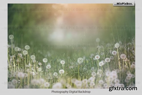 CreativeMarket - Dandelion Overlays 5219806