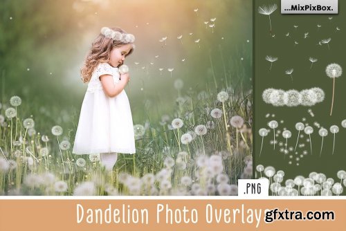 CreativeMarket - Dandelion Overlays 5219806