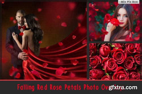 Falling Rose Petals Photo Overlays