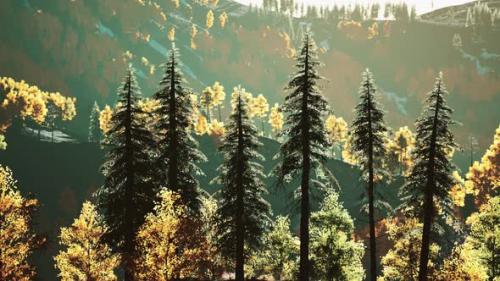 Videohive - Beautiful Grove of Trees in the Alpine with Wildfire Smoke at Sunset - 36997094 - 36997094