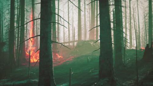 Videohive - Rain Forest Fire Disaster is Burning Caused By Humans - 36997299 - 36997299