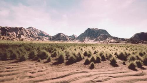 Videohive - Flat Desert with Bush and Grass - 36997564 - 36997564