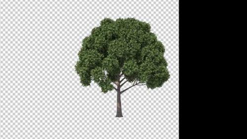 Videohive - Growing Tree - 36965167 - 36965167