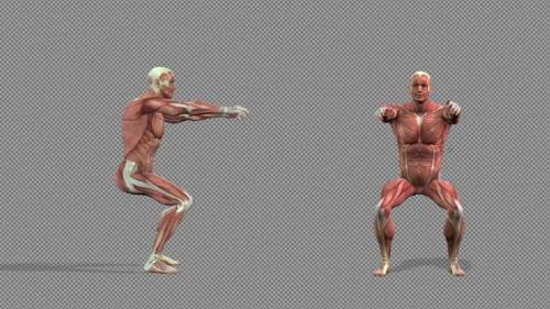 Videohive - Muscle Anatomy Air Squat Pack - 36975256 - 36975256