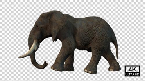 Videohive - Elephant Walking Side View - 36870353 - 36870353