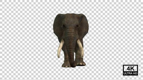 Videohive - Elephant Walking Front View - 36870354 - 36870354