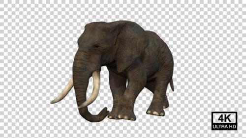 Videohive - Elephant Walking Angle View - 36870355 - 36870355