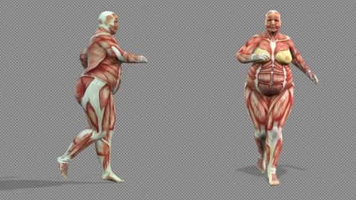 Videohive - Female Muscle Anatomy Running Body Transformation - 37119519 - 37119519