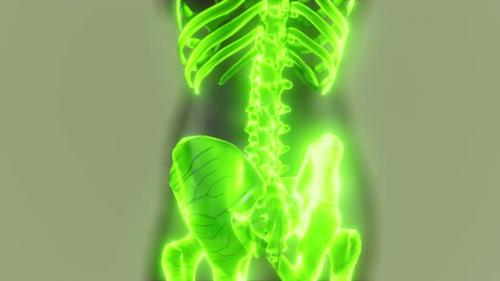 Videohive - Transparent Human Body with Visible Skeletal Bones - 37168723 - 37168723