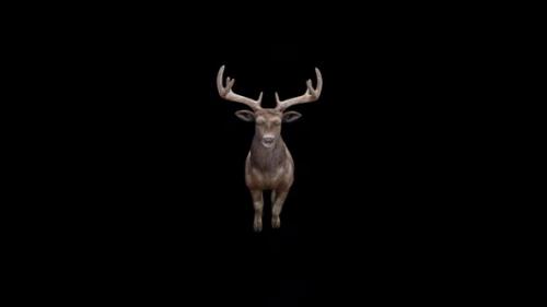 Videohive - Brown Stag Jump Fly View From Front - 37185458 - 37185458