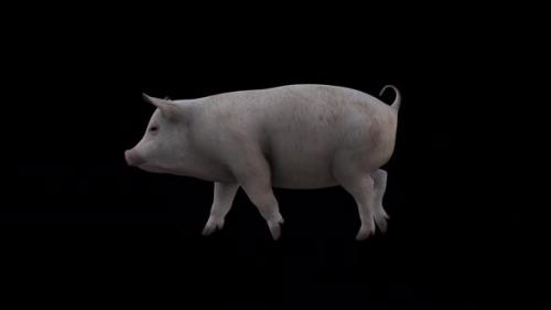 Videohive - Pig Walk View From Side - 37104706 - 37104706