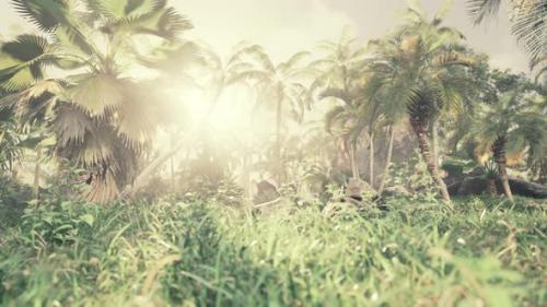 Videohive - Light Ray in a Jungle Rainforest - 37096159 - 37096159