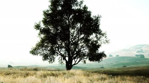 Videohive - Old Linden Tree on Autumn Hill Meadowy - 37096191 - 37096191