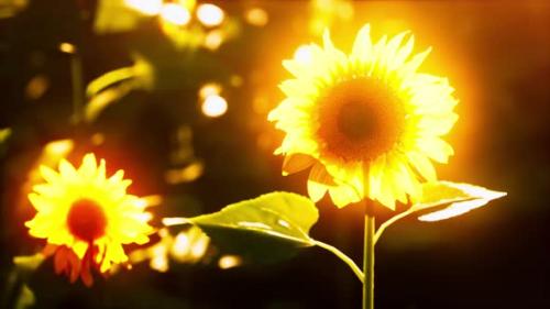 Videohive - Bright Sunflower in Sunset Light with Closeup Selective Focus - 37096220 - 37096220