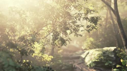 Videohive - Sunshine in a Tropical Forest - 37096341 - 37096341