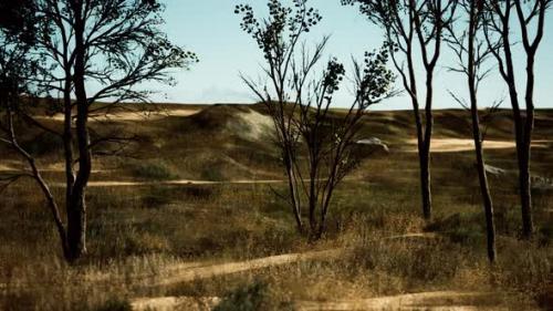 Videohive - Natural Area with a Tree Grasses and Bare Sand - 37096362 - 37096362