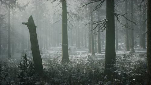 Videohive - Winter Snowcovered Forest on a Cloudy Day - 37097872 - 37097872