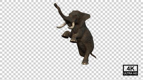 Videohive - Elephant Standing On Hind Legs Angle View - 37070582 - 37070582