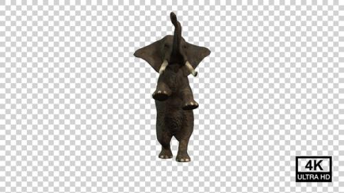 Videohive - Elephant Standing On Hind Legs Front View - 37070585 - 37070585