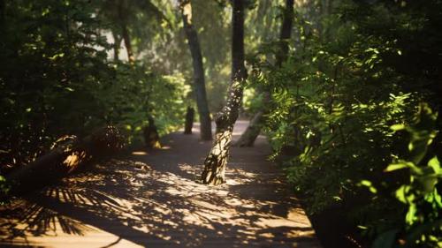 Videohive - Wooden Pathway Leading Through the Dense Forest in National Park - 37188221 - 37188221