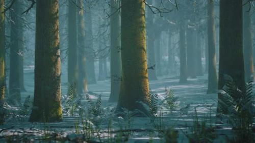 Videohive - Winter Foggy Beech and Spruce Forest Scene - 37188227 - 37188227