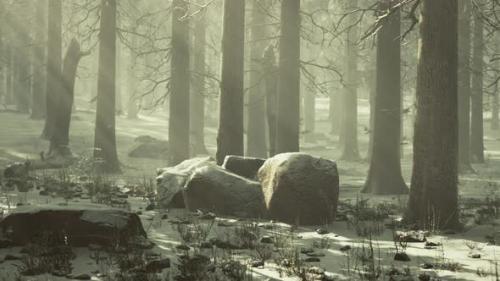 Videohive - Magic and Foggy Morning Spruce Forest - 37188236 - 37188236