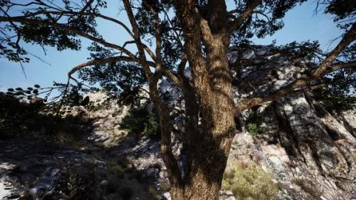 Videohive - Big Tree with Rock Formations on the Mountainside - 37188278 - 37188278