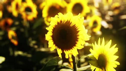 Videohive - Beautiful Field of Blooming Sunflowers Against Sunset Golden Light - 37188285 - 37188285