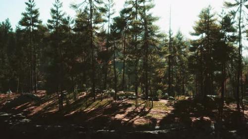 Videohive - Nordic Pine Forest in Evening Light - 37188385 - 37188385