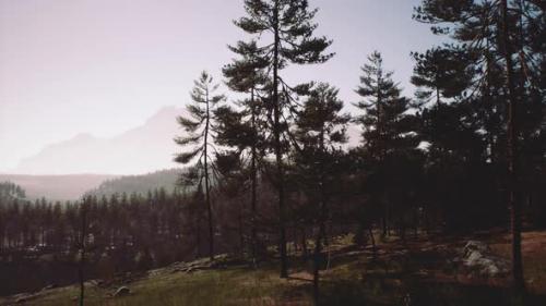 Videohive - Pine Tree Forests at the Base of Mountain in Sunny Day of Summer - 37188451 - 37188451