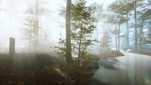 Videohive - Sun Rising in a Forest with Fog - 37195772 - 37195772