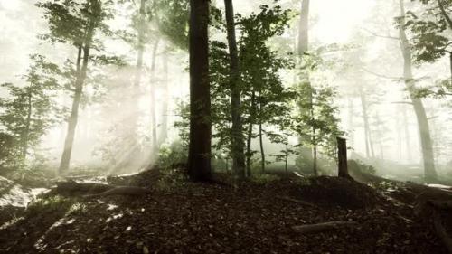 Videohive - Sunlight in the Green Forest in Fog at Spring Time - 37195778 - 37195778
