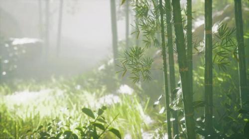 Videohive - Green Bamboo in the Fog with Stems and Leaves - 37195892 - 37195892