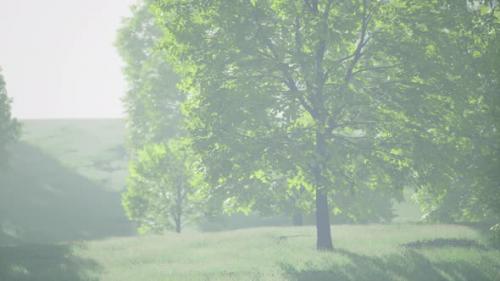 Videohive - The Green Mapple Leaves in the Summer - 37154143 - 37154143