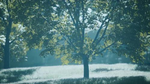 Videohive - Lush Green Young Leaves of Maple Illuminated By Bright Sunlight at Spring - 37154147 - 37154147