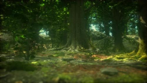 Videohive - the Primeval Forest with Mossed Ground - 37154209 - 37154209