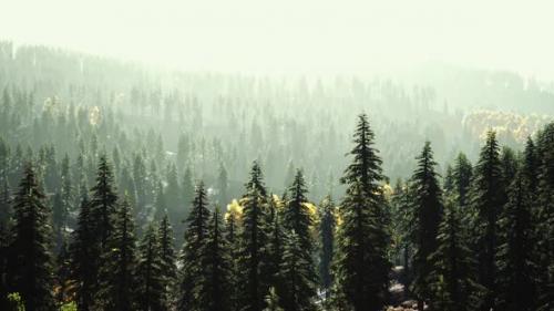 Videohive - Fir Trees on Meadow Between Hillsides with Conifer Forest in Fog - 37155034 - 37155034