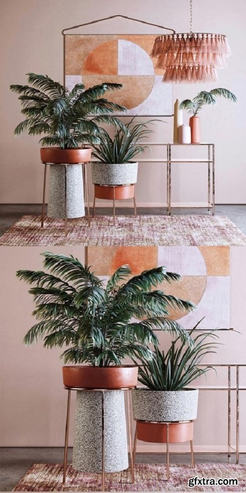 Modern decorative plant combination