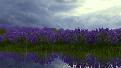 Videohive - Lavender Field With Cloudy And Rain Weather - 37247077 - 37247077