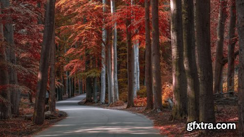 Adrian Sommeling -  Turn a Summer Forest Into an Autumnal Scene