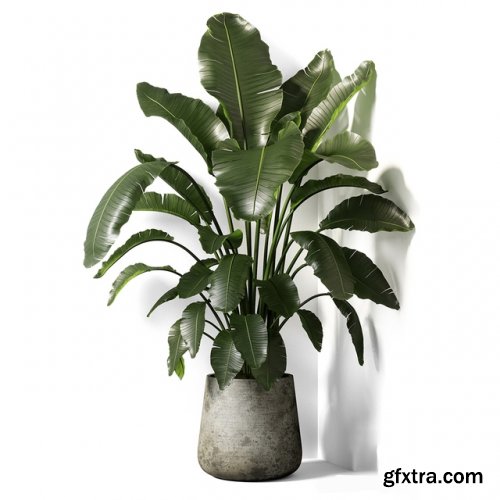 Strelitzia plant 02