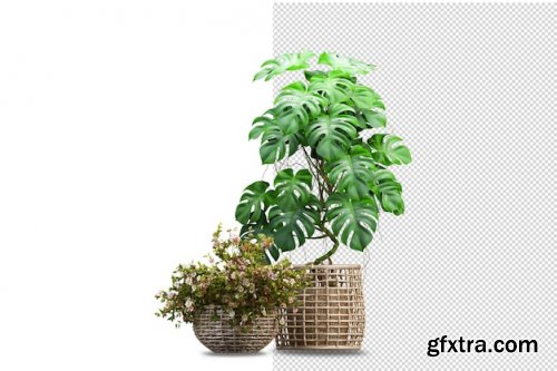 Render of isolated plant 01 Premium Psd 