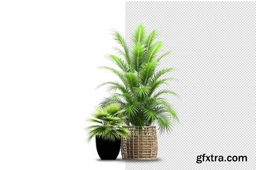 Render of isolated plant 02 Premium Psd