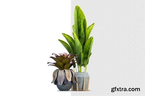 Render of isolated plant 10 Premium Psd