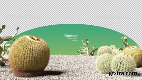 Various types of cactus on gravel and sand Premium Psd 