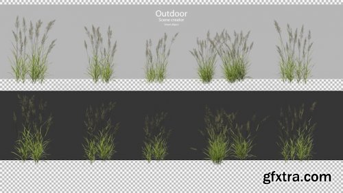 3d rendering of phragmites Premium Psd 