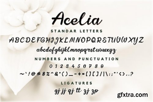 Acelia Font Script