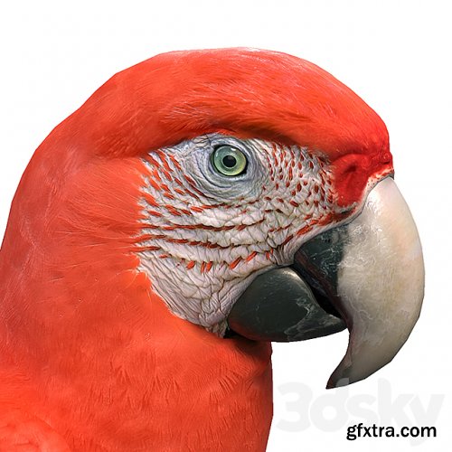 Red macaw 3D Model