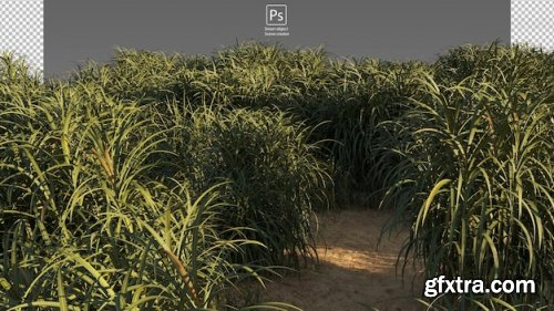 The road through the field Premium Psd